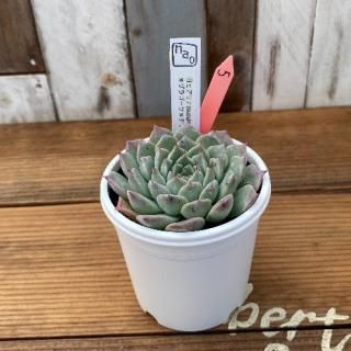 naoġҥ(suculentia)x饴x泌󥷥ʪ