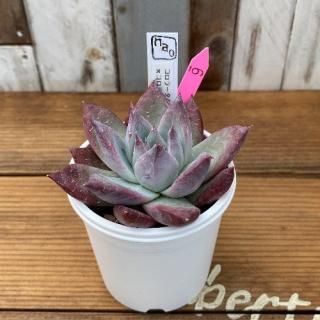 naoġ顼ѥѣ顼ƥޥϥåʪ