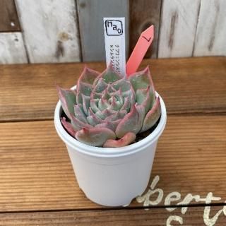 naoġ泌󥷥󥹥饰ʥʪ