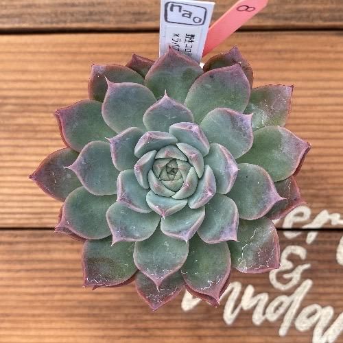 nao苗 野生コロラータxラパス 現物商品 - 多肉植物 人気の多肉植物 多