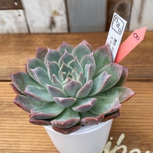 nao苗 野生コロラータxラパス 現物商品 - 多肉植物 人気の多肉植物 多