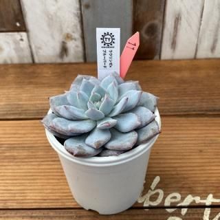 TYġ饦󥼡ߥ֥롼Сɡʪ