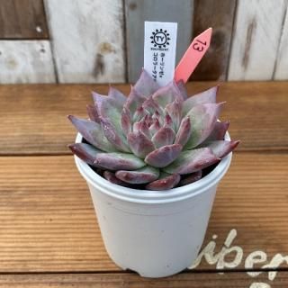 TYġۡ󥼡ߥ顼ƥޥϥåʪ