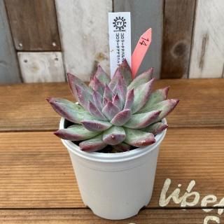 TYġ顼ѥѡߥ顼ƥޥϥåʪ