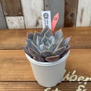 TYġ顼ƥޥϥåߥꥹڡɥӥ塼ƥʪ