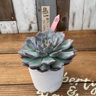 Bear cub leafġǤx֥롼ѥ󡡸ʪ