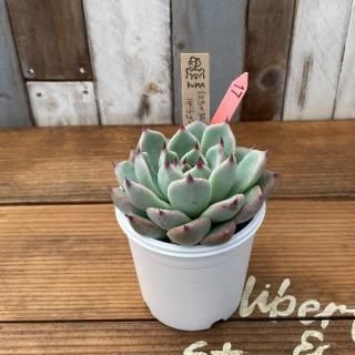 Bear cub leafġʣx顼xʥ饴x泌󥷥F2)ʪ