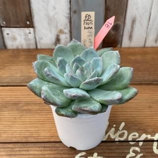 Bear cub leafġPGx泌󥷥x饦ʪ