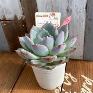 饦x chihuahuaensis, Yecoraʪ