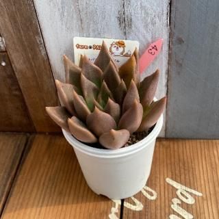 ȥХ󥷥ȥХߥȥޥͥ󥷥ʪ