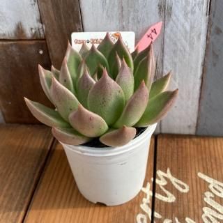 ȥХ󥷥ȥХߥȥꥢ顼ʪ