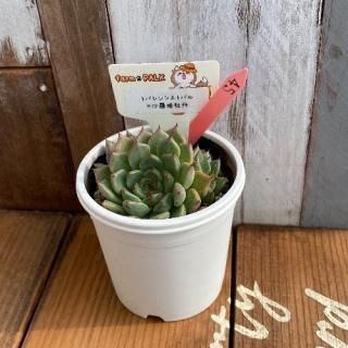 ȥХ󥷥ȥХߺɱðʪ