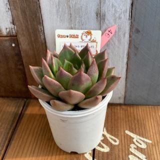 ʥ顼ߥ顼ƥޥϥåˡߥȥХ󥷥ȥХ롡ʪ