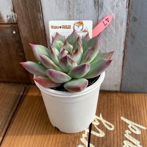 コロラータアテマハック×トバレンシストバル 現物商品 - 多肉植物 人気