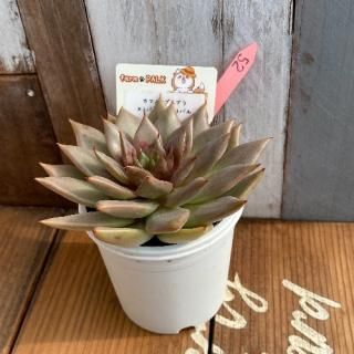 ޥΥץ֥ߥȥХ󥷥ȥХ롡ʪ