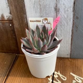 󥼥ʡߥޥΥץ֥顡ʪ