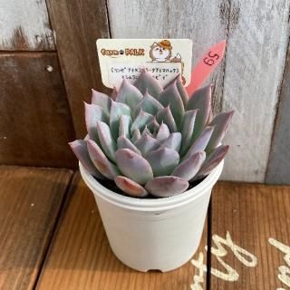 (󥼥ʡߥ顼ƥޥϥåx󥹥ȥӥǡʪ