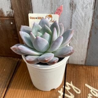 (󥼥ʡߥ顼ƥޥϥåx饦ʪ