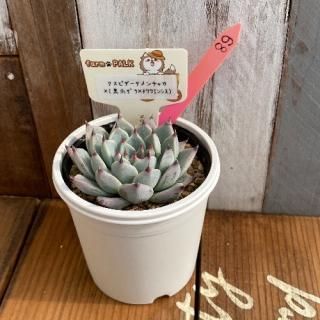 ԥ㥫ߡʹޥߥ泌󥷥ˡʪ