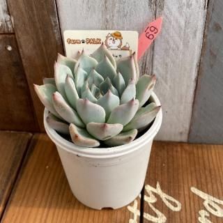 ԥ㥫ߡʹޥߥ泌󥷥ˡʪ