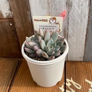 (ᥭG㥿ѥѡˡ߹ޥ饴ʪ