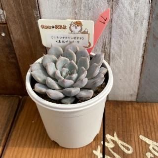 (饷ʣ󥼥ʡˡ߹ޥ饴ʪ