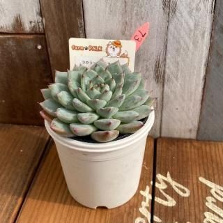 顼ƥޥϥåߥꥹ르ʪ