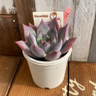 ʥ饷ʡߥ󥼥ʡˡߥ顼ƥޥϥåʪ