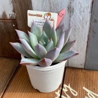 (ᥭG㥿ѥѡˡߥ֥åͥ롡ʪ