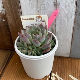 åɥСcuspidata var.gemmulaʪ