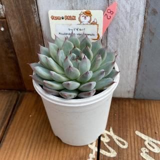 åɥСcuspidata var.gemmulaʪ