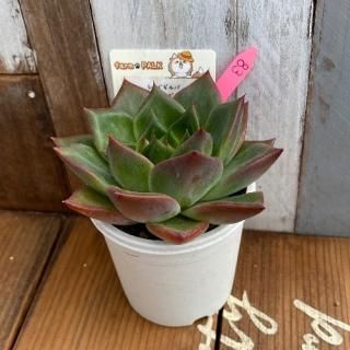 åɥС(Ϻxͥåȡˡʪ