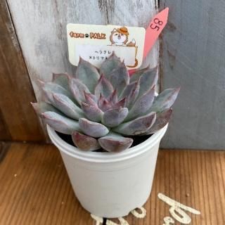 إ饯쥹ߥȥޥͥ󥷥ʪ