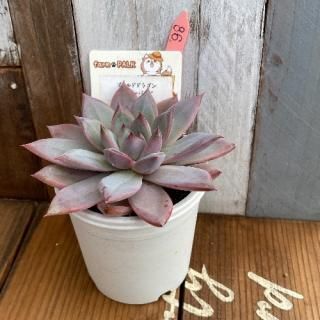 ɥɥ饴ߥ֥롼Сɡʪ