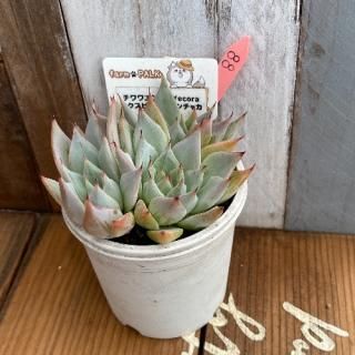 泌󥷥Yecoraߥԥ㥫ʪ