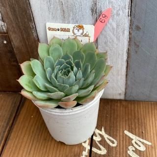 󥹥饰ʥߥȥѥ󡡡ʪ