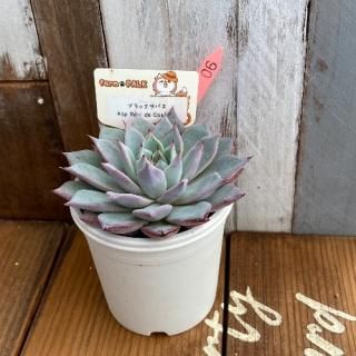 ֥åХsp Real de catorceʪ