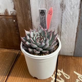 cuspidata San Robertoߥ饴spΥСʪ