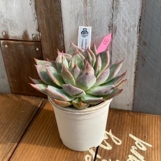 coloratacuspidata Menchacaʪ