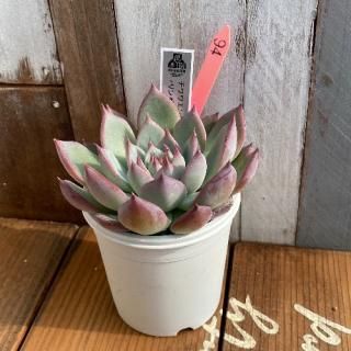 泌󥷥Yecoraߥ󥼥ʡʪ