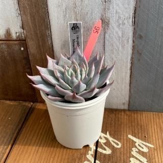 cuspidata Menchacaʪ