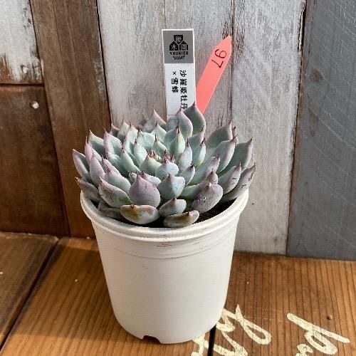 沙羅姫牡丹×雪蜂 現物商品 - 多肉植物 人気の多肉植物 多種類の多肉