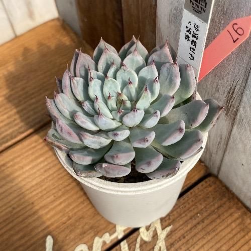 沙羅姫牡丹×雪蜂 現物商品 - 多肉植物 人気の多肉植物 多種類の多肉