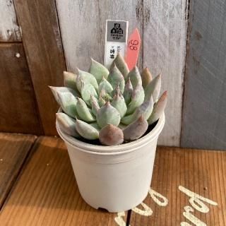 simulans Ascension˪ʪ