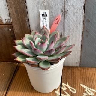 colorata 'Desert Harmony'    ʪ