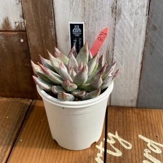 No.11 Pastel Jokerʪ