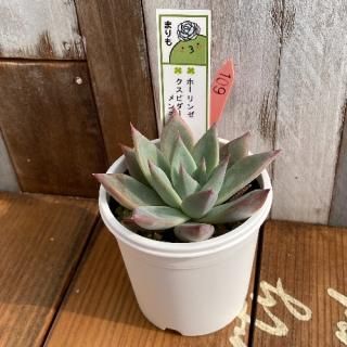 ޤġۡ󥼡ߥԥ㥫PPʪ