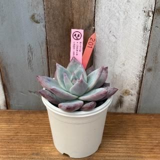 ҡġۡxʥ顼顼ƥޥϥåˡʪ