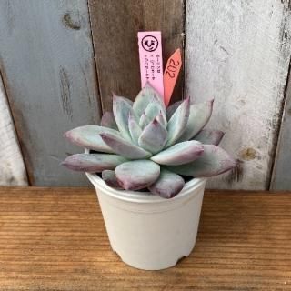 ҡġۡxʥ顼顼ƥޥϥåˡʪ