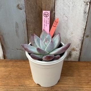 ҡġۡxʥ顼顼ƥޥϥåˡʪ